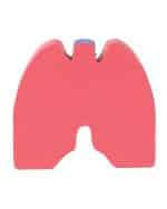 Lungs Shape Stress Ball - 4
